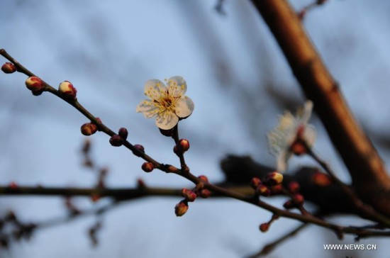 CHINA-ZHEJIANG-PLUM BLOSSOM (CN)