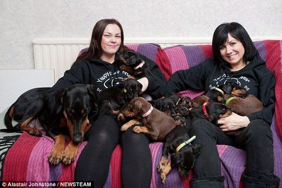 赚翻了!女子买怀孕母狗生14只狗仔