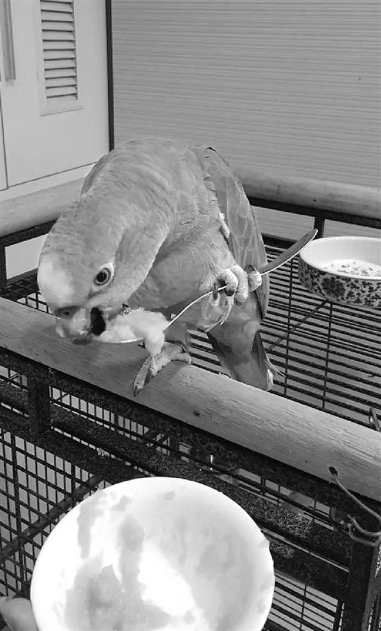 会唱《辣<em>妹子</em>》鹦鹉窜红 网友:萌翻了(图)--人民