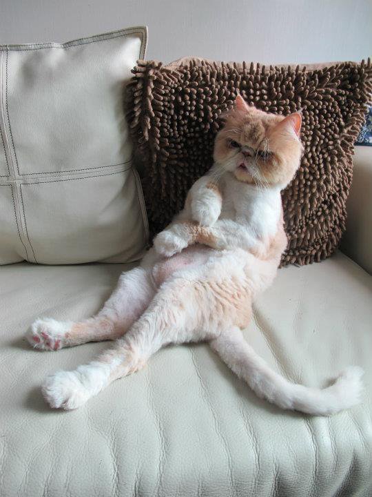 萌萌哒 呆萌喵星人秀坐姿笑翻众人