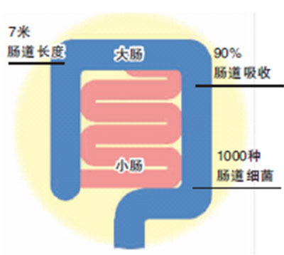 3个数字帮你认识肠道 7米、90%、1000种