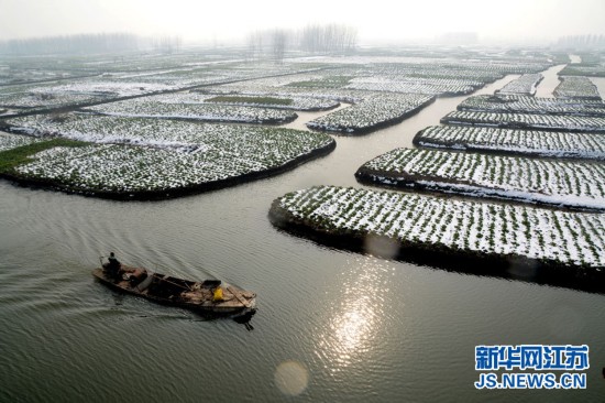 大雪过后 江苏兴化千岛垛田油菜风景如画