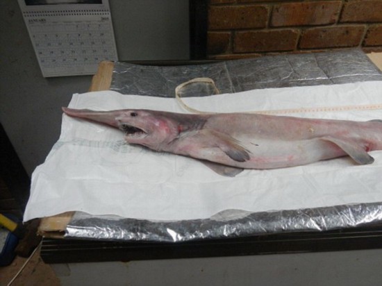 澳大利亚父子捕获史前剑吻鲨 被称海底吸血鬼