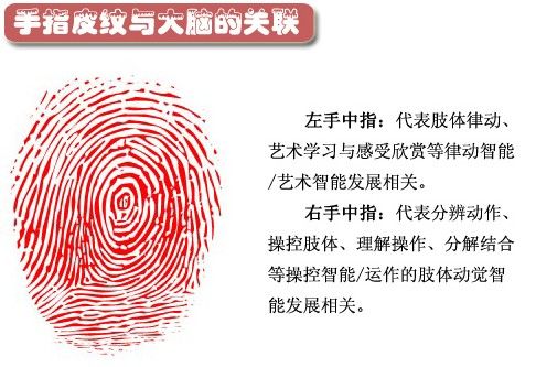 手指皮纹与大脑有关联 指纹暗示人一生命运