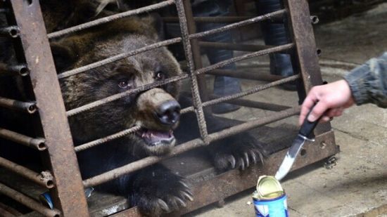 俄罗斯两头黑熊因被主人长期喂酒患酒精依赖症