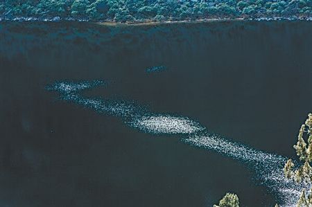 重庆摄影师猎塔湖水陆空拍水怪 解释三大谜团