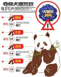 犬瘟熱奪命四隻大熊貓四川暫停熊貓近距離接觸項目