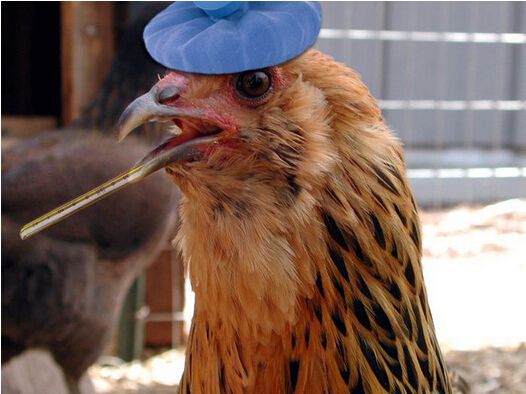 禽流感最新消息:广东一天报告5例H7N9病例--陕