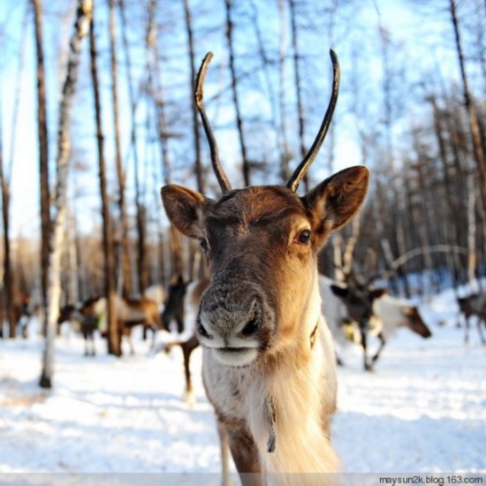 四不像 的主人 最后的狩猎族
