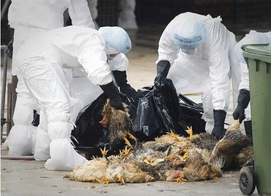 2015年禽流感最新消息:广东省今年H7N9患者增