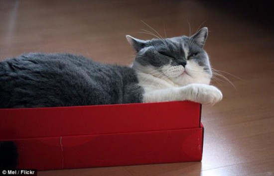 研究表明猫咪爱钻纸箱是为寻求安全感\/图