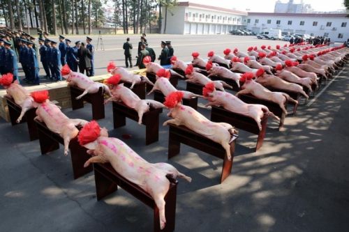 四川携肥猪慰问解放军 66头肥猪头戴红花场面