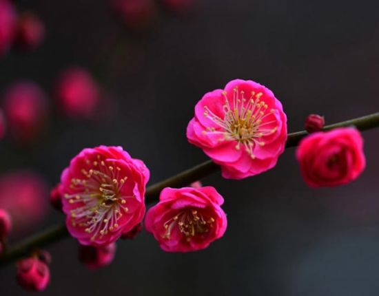 武汉东湖梅花盛放