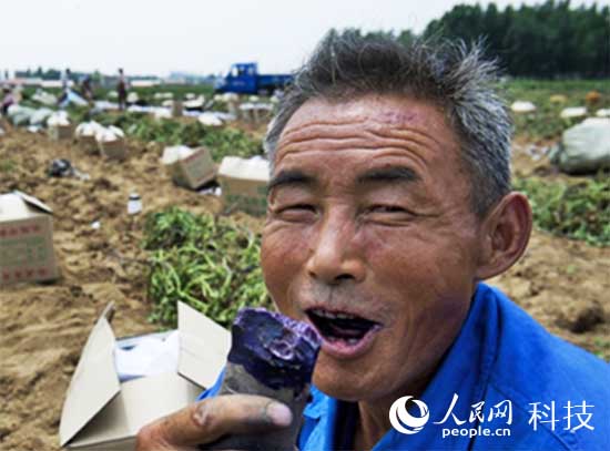 彩粒小麦彩色马铃薯问世 花青素含量接近蓝莓