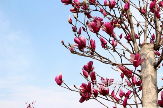 石排:木兰花、樱花盛开成攻略赏花游新景点手游剑侠情缘舞龙舞狮市民图片