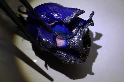 网传绚丽玫瑰皆整容:多为月季通过染色得来(图