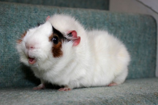 绝对萌死人的搞笑动物