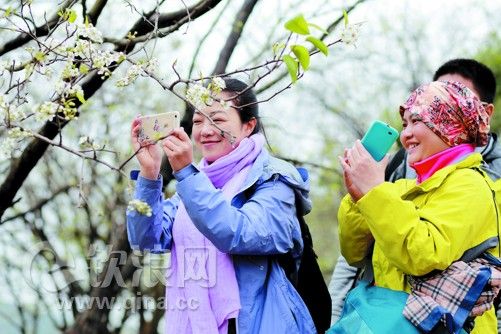 钦北:烟雨梨花迷人眼