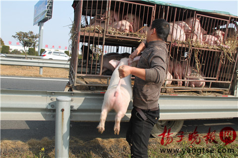 运猪货车盐城侧翻 78头二师兄满地撒欢