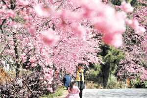 春城桃花文化节启幕 到昆明郊野公园赴桃花之约
