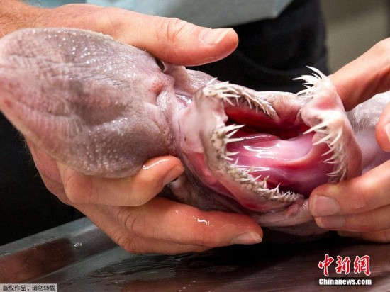 澳洲罕见剑吻鲨曝光 利齿似尖刀面目狰狞【组图】--陕西频道--人民网