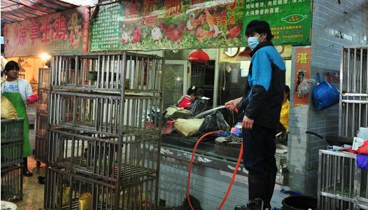 禽流感最新消息:广州休市期间无新增H7N9病例