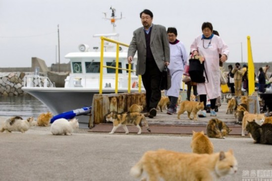 探访日本猫岛 猫数量为岛上人口六倍