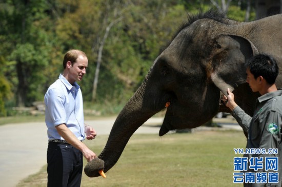 游故宫访胡同看大象 威廉王子四日访华全记录