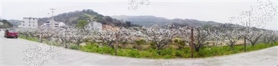 蒲岐镇海鲜_春季踏青赏花：那一路开满李花清新素雅淡淡香