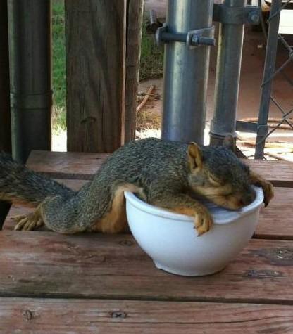 好笑!松鼠贪吃酒苹果<em>酩酊大醉</em>回家难--陕西频道