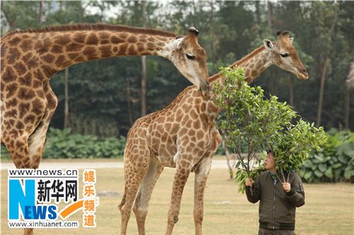 体验兽医助理感触多 杜海涛:动物也需人类的真