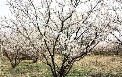 春天到了去哪赏花 郑州樱桃沟6000亩樱桃花竞