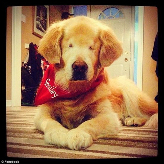 励志金毛萌犬天生无眼 被好心人收养变身治疗