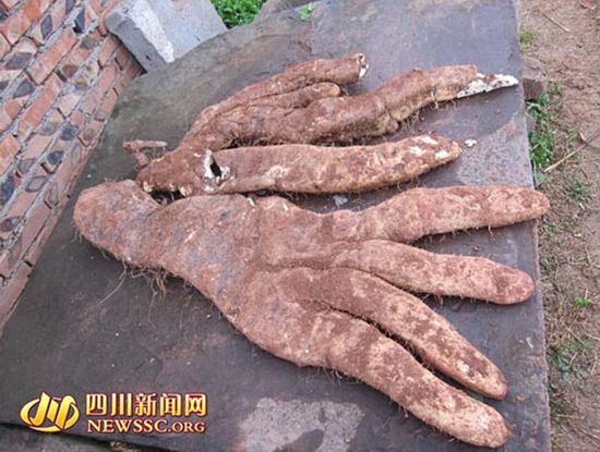 �Ĵ���ү�ֳ�29�������߲� ��4��������ָ��