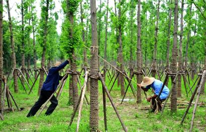 从种植、销售到产业链延伸 一条绿色产业的崛