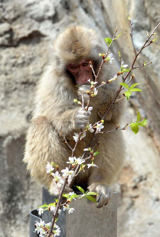 三月暮春 世界各地樱花烂漫时