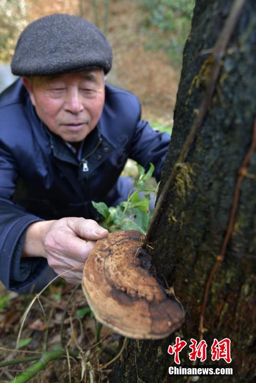 義烏山區現奇觀 樹上長出野生靈芝木耳