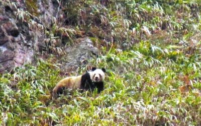 四川雅安发现野生大熊猫(图)