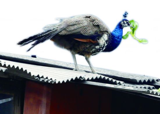 合肥一民宅屋顶飞来绿孔雀 赖着不走乐坏屋主