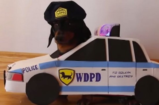 萌死!两狗兄弟玩警匪游戏走红网络