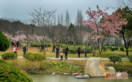 无锡太湖鼋头渚国际樱花节开幕 至4月15日结束