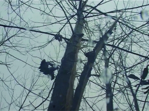 南京一天闪雷1268次 20多米高杨树被劈成两半