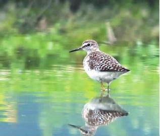 北迁候鸟途径明溪湿地 罕见旅鸟刷新三明鸟类