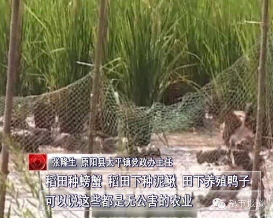 90%以上原阳大米都是冒牌货?黄金晴多数被假