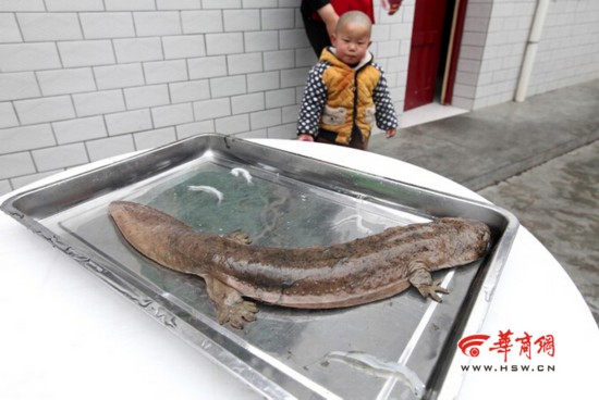 宝鸡农家乐捕获娃娃鱼 众人关注下放生大自然