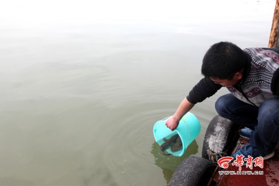 宝鸡农家乐捕获娃娃鱼 众人关注下放生大自然
