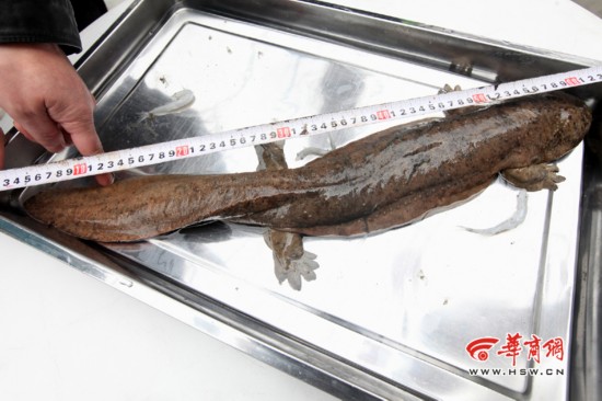 宝鸡农家乐捕获娃娃鱼 众人关注下放生大自然