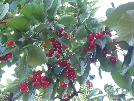 踏青赏花尝遍特色美食 宝鸡这些地方不能不去