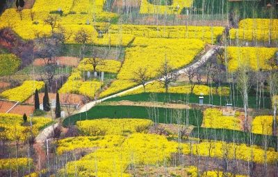 襄城县、宁陵县积极发展种植业 走上致富路