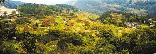 江津区杜市镇太公山种满了花卉苗木,昔日的荒山穷山如今变成了"绿山